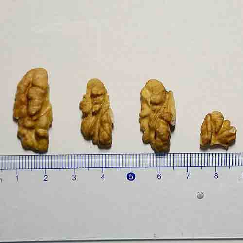 Walnut Kernel - Image 3