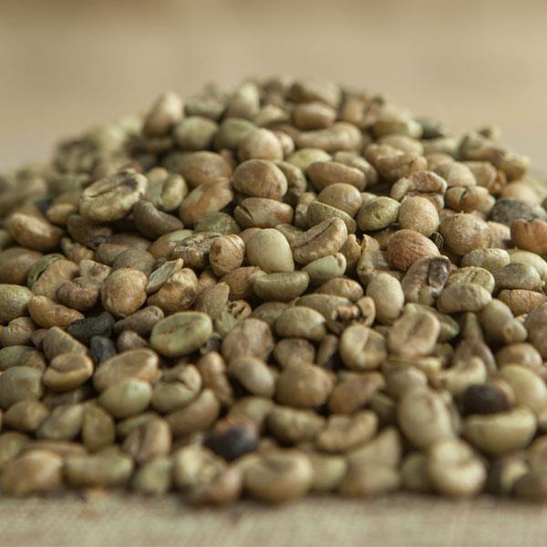 ROBUSTA S16 STANDARD