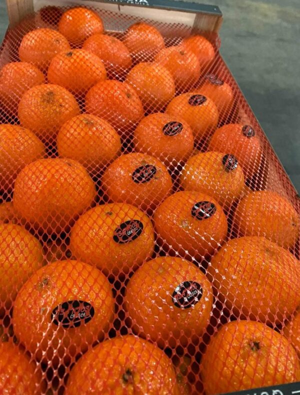 Tangerines - Image 3