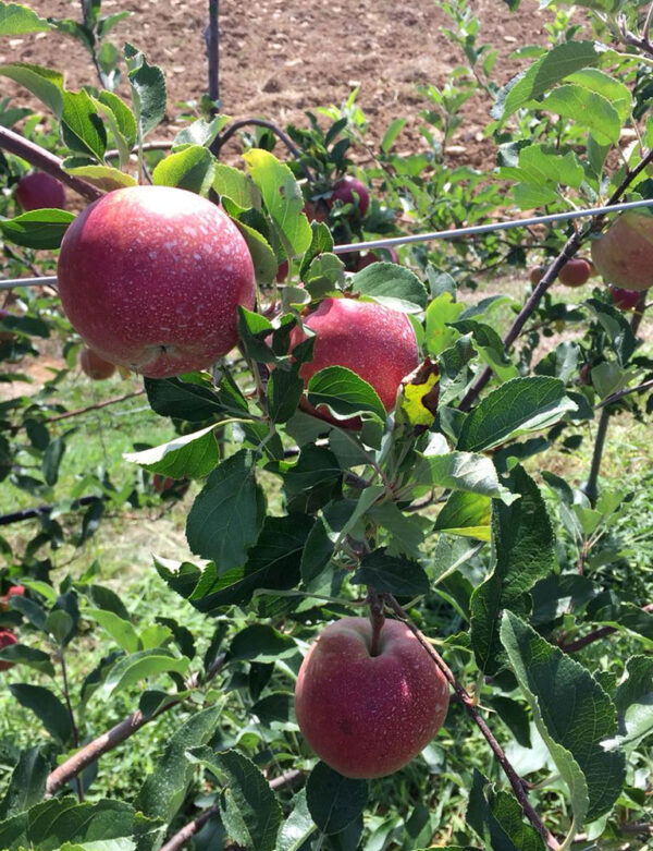 Fresh Apples - Image 3