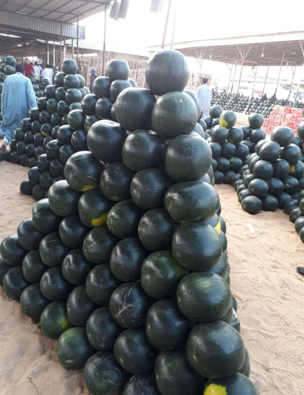 Watermelons - Image 2