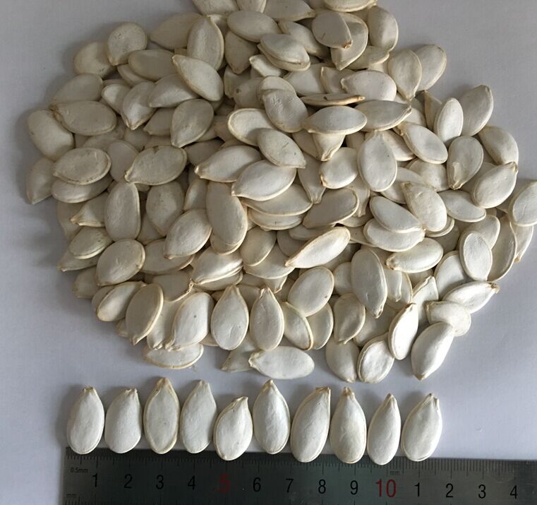 Snow White Pumpkin Seeds 11cm - Image 2