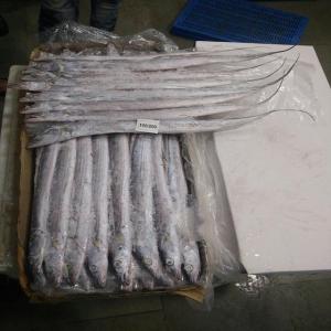 RIBBON FISH