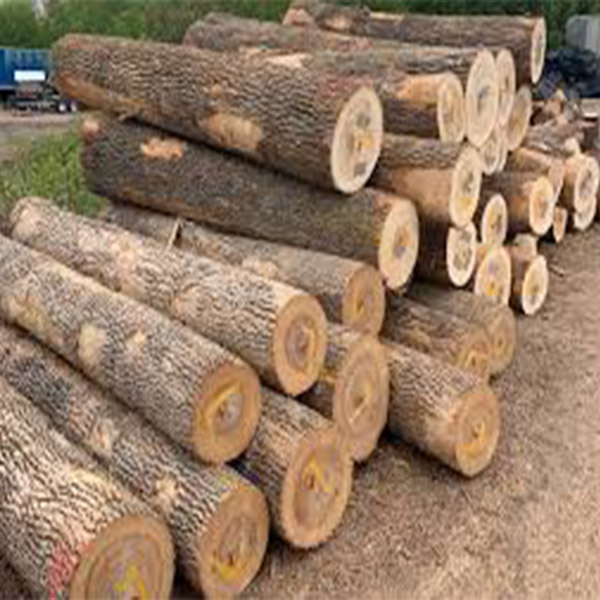 Ash Logs