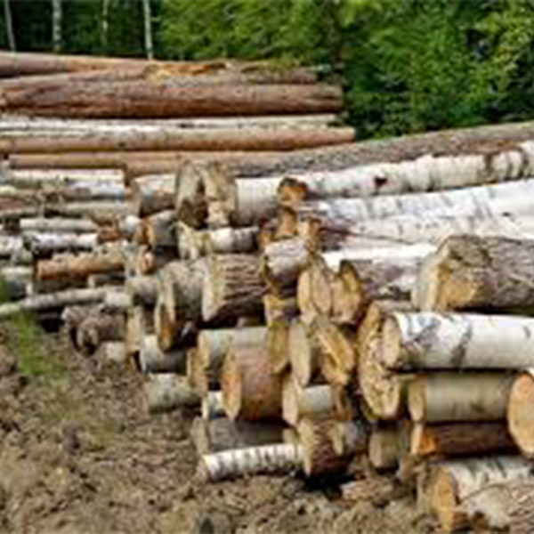 Poplar Logs