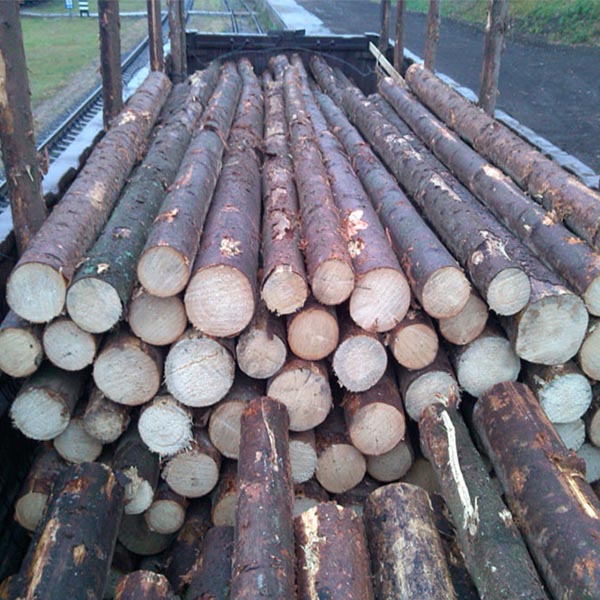 Spruce Logs – NGOMI TRADING COMPANY LIMITED